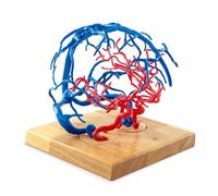 MediTrainer Human Brain Arteriovenous Vascular Model, Cerebral Blood Vessel Anatomical Model with Wooden Base & Detailed Instruction Manual for Medical Teaching, Neurology Study Display