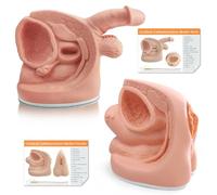 MediTrainer Male and Female Catheterization Models Internal and External Genital Anatomy Models for Clinical Teaching and Medical Education Training Practice, 2 Pieces