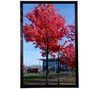 Medog 11 by 17 Picture Frame without Mat to Display picture 11x17 Wall Mounting Document Certificate Frames If Add Mat Can As 11x14 10x14 9x11 10x12 7x11 Picture Frame 11x17