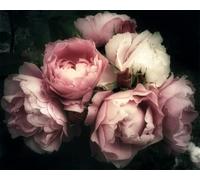 Meecaa Paint by Numbers Flower Rose Kit for Adults Beginner DIY Oil Painting 16x20 inch (Chinese Rose, No Frame)
