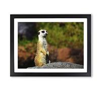 Meerkat 4 Modern Framed Print | A2 Black Framed Wall Art | Ready to Hang | Modern Animal Picture | Living Room Bedroom Lounge Office