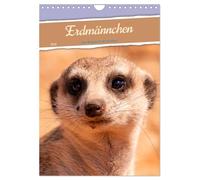 Meerkat - A Colony in the Kalahari UK-Version (Wall Calendar 2026 DIN A4 Portrait), CALVENDO 12 Month Wall Calendar