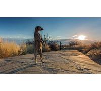 Meerkat Animal Pattern Jigsaw Puzzle 1500 Pieces for Adults, Games for Adults, Teens and Kids, Mj399TY 57x87cm