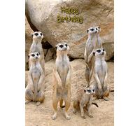 Meerkat Birthday Card