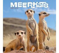 Meerkats 2026 Calendar | Square Wall Calendar | Animal Gift | Plastic Free Packaging | by Avonside Publishing