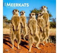 Meerkats | 2026 12 x 24 Inch (Hanging) Monthly Square Wall Calendar | Plastic-Free | BrownTrout | Wildlife Animals