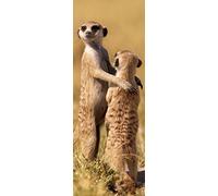 MEERKATS 3 D Lenticular Bookmark with amazing motion effect (Flip), 5,8 x 2,0 inches, by Edition Colibri (10177)