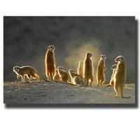 Meerkats canvas picture 20"x30" framed and ready to hang meerkat