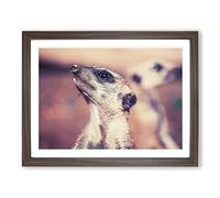 Meerkats Modern Framed Print | A4 Walnut Framed Wall Art | Ready to Hang | Modern Animal Picture | Living Room Bedroom Lounge Office