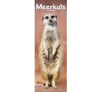 Meerkats Slim 2027 Calendar | Slimline Wall Calendar | Animal Gift | Plastic Free Packaging | by Avonside Publishing