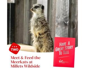 Meet and Feed the Meerkats for Two at Millets Falconry Centre - Experience first hand their inquisitive and friendly natures including all day access to the ceentre in Oxfordshire