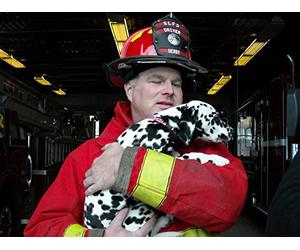 Meet the Dalmation, Siberian Husky, German Shorthaired Pointer, Havanese, and Pomeranian
