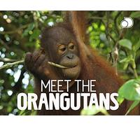 Meet The Orangutans