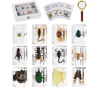 MegaBox Insect in Resin Specimen 12 Pcs Collection Paperweights for Kids, Scientific Educational Bugs with Information Cards