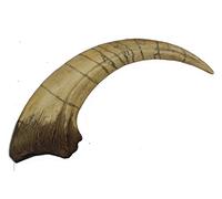 Megaraptor Dinosaur Life Size Extra Large Claw Fossil Replica