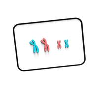 Meiosis Chromosome Changes Model Materials Teaching Instruments for Teachers Red Blue