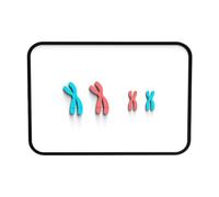 Meiosis Chromosome Changes Model Materials Teaching Instruments for Teachers Red Blue