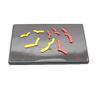Meiotic Species Chromosome Change Model, Component Magnetic Suction Type Junior High School Biology Student Teaching Instrument