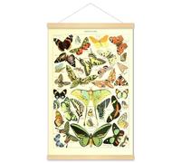 Meishe Art Butterfly Poster Print Butterflies of the World Breeds Species Collection Illustration Old Biology Entomology Reference Chart Framed Wall Decor(40cmx60cm+Hanger Frame)