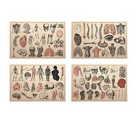 Meishe Art Human Anatomy Skeleton Poster Print Antique Bones Diagram Layout Medicine Illustration Medical Biology Circulatory Muscular System Collection Wall Decor 4pcs(20cm x 30cm)