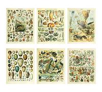 Meishe Art Poster Print Biology Botanical Science Wall Decor Sea Creature Animals Seashell Vegetables Birds Breeds Species Eggs Identification Chart Flowers Blooming Floral Set 6pcs(20cmx25cm)