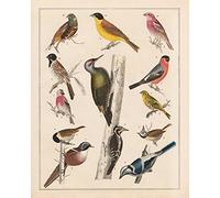 Meishe Art Poster Print Colorful Birds Breeds Collection Species Vintage Identification Reference Chart Beautiful Classroom Club Home Wall Decor(40cm x 50cm)