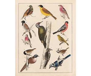 Meishe Art Poster Print Colorful Birds Breeds Collection Species Vintage Identification Reference Chart Beautiful Classroom Club Home Wall Decor(40cm x 50cm)