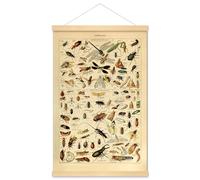Meishe Art Poster Print Insects Entomology Species Illustration Home Wall Decor Framed Identification Reference Collection Vintage Diagram Chart