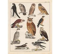 Meishe Art Poster Print Retro Vintage Colorful Birds Breeds Owl Collection Identification Reference Chart Scientific Beautiful Home Wall Decor(40cm x 50cm)