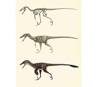 Meishe Art Poster Print Retro Vintage Dolphin Dinosaur Skeleton and Muscle System Anatomy Reference Illustration Layout Home Wall Decor (B 30cm x 40cm)