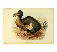 Meishe Art Poster Print Retro Vintage Extinct DoDo Bird Animal Illustration Primitive Natural History Home Wall Decor(40cm x 56cm)