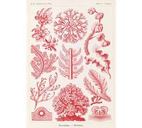 Meishe Art Poster Print Retro Vintage Sea Creatures Jellyfish Red Algae Sea Sheath Marine Life Illustration Home Wall Decor (B 35cm x 50cm)