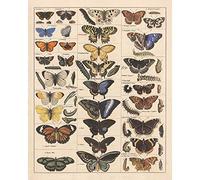 Meishe Art Poster Print Vintage Butterflies Insects Butterfly Breeds Collection Species Identification Reference Chart Pop Classroom Club Home Wall Decor