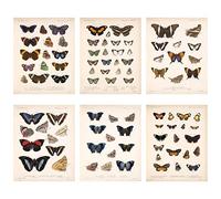 Meishe Art Poster Print Vintage Butterflies of the World Breeds Collection Identification Reference Colorful Butterfly Scientific Old Chart Classroom Club Home Wall Decor(20cm x 25cm)
