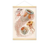Meishe Art Poster Print Vintage Jellyfish Sea Creatures Colorful Ocean Pink Jelly Fish Marine Life Illustration Home Wall Decor(40cmx53cm+Hanger Frame)