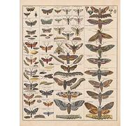 Meishe Art Poster Print Vintage Moth Insects Breeds Identification Reference Chart Species Collection Entomology Diagram Classroom Club Wall Decor