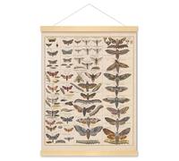 Meishe Art Poster Print Vintage Moth Insects Breeds Identification Reference Chart Species Collection Entomology Diagram Classroom Club Wall Decor