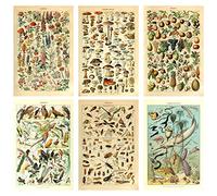 Meishe Art Print Mushrooms Flower Floral Vintage Poster Fruits Insects Fishes Birds Animal Marine Life Botanical Scientific Illustration Wall Decor Breeds Species Identification Set of 6pcs