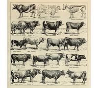 Meishe Art Retro Vintage Cattle Cow Breeds Beef Educational Identification Reference Collection Chart Diagram Farming Kitchen Room Animal Husbandry (50cm x 50cm)