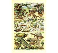 Meishe Art Retro Vintage Poster Print Animals Species Identification Collection Chart Reptiles Turtle Snake Wall Decor Biology Science Reference (53cm x 80cm)