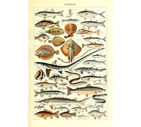 Meishe Art Vintage Poster Print Art Fishes Breeds Collection Identification Reference Sea Marine Life Diagram Chart (53cm x 80cm)