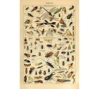 Meishe Art Vintage Poster Print Art Insects Identification Reference Species Collection Entomology Diagram Chart Wall Decor (40cm x 60cm)