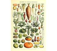 Meishe Art Vintage Poster Print Art Kitchen Vegetable Identification Reference Chart Botanical Science Plant Carrot Pumpkin Potato Home Wall Decor (53cm x 80cm)