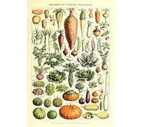 Meishe Art Vintage Poster Print Art Kitchen Vegetable Identification Reference Chart Botanical Science Plant Carrot Pumpkin Potato Home Wall Decor (40cm x 60cm)