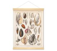 Meishe Art Vintage Poster Print Art Seashell Conch Sea Creatures Snail Shell Collection Identification Reference Illustration Chart Diagram Wall Decor+Hanger Frame