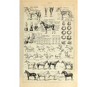Meishe Art Vintage Poster Print Horse Prad Breeds Anatomy Educational Science Identification Reference Illustration Chart Diagram Home Wall Decor (40cm x 60cm)