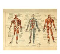 Meishe Art Vintage Poster Print Human Anatomy Illustration Diagram Layout Blood-vascular System Circulatory Muscular System Medical Skeleton Body Muscle Wall Decor (56cm x 80cm)