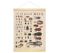 Meishe Art Vintage Poster Print Insects Collection Species Identification Reference Chart Entomology Diagram Classroom Club Wall Decor(40cmx50cm+Hanger Frame)