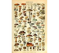 Meishe Art Vintage Poster Print Mushrooms Champignons Identification Reference Chart Diagram Illustration Botanical Educational Wall Decor (33cm x 50cm)