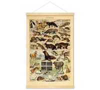 Meishe Poster Print Wall Art Wild Animal Species Fox Horse Goat Swan Rabbit Squirrel Illustration Collection Biology Vintage Educational Science Framed Home Decor